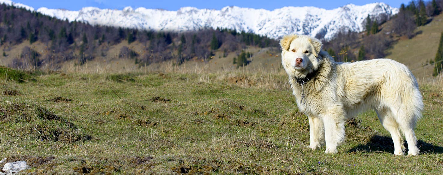 Climbing Inspired Dog Names Popular Male and Female Names Wag!